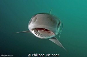 Dusky shark by Philippe Brunner 